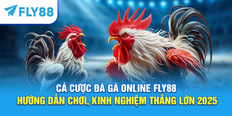 Cá Cược Đá Gà Online – Hướng Dẫn Chơi, Kinh Nghiệm Thắng Lớn 2 Cá cược đá gà online Fly88